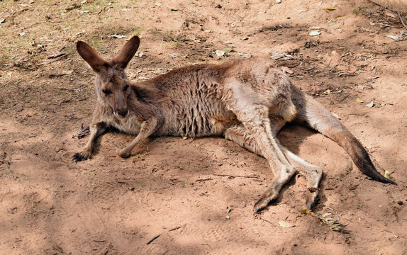  Wild red kangaroo resting in the park