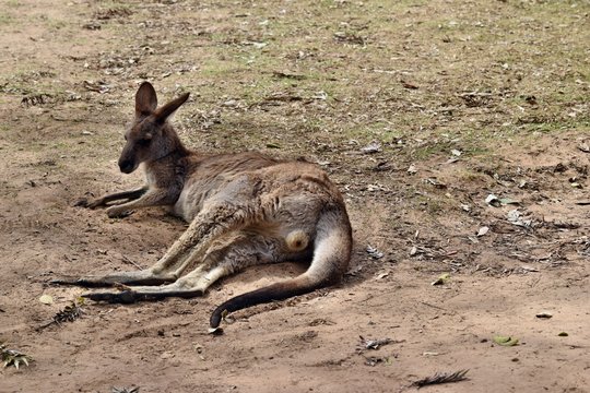  Wild red kangaroo resting in the park