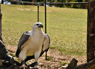 A majestic huge White bellied sea eagle (Haliaeetus leucogaster) sitting on the hand