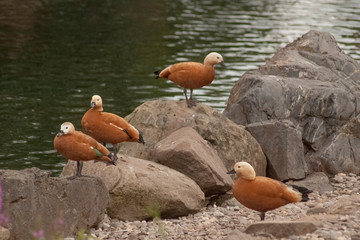duck