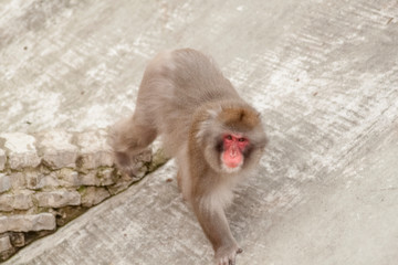 Fototapeta premium monkey