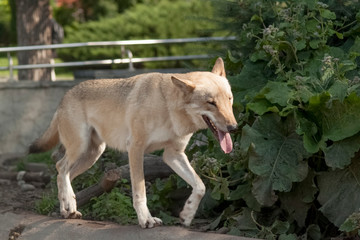 wolf