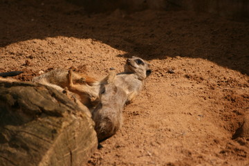Obraz premium Erdmännchen Zoo Säugetier