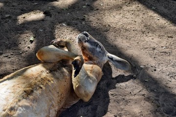 Very muscular wild red kangaroo lying with hand up
