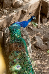 Obraz premium peacock