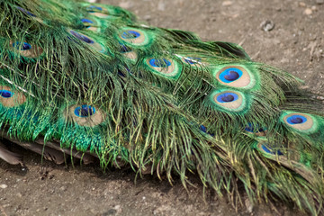 Obraz premium peacock