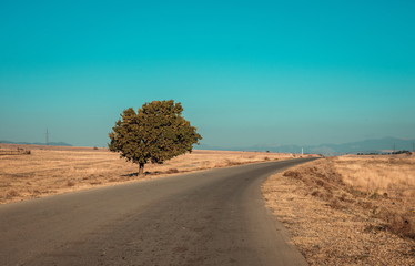 Fototapeta na wymiar Road and the tree in desert