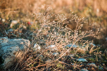 Wild thorns in the desert