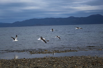 Gulls  flying  in  the  bay