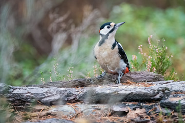 woodpecker
