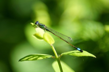 dragonfly on leaf