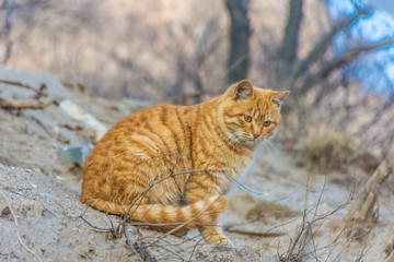 Cat in the Great Wall of China, section of Badaling, China