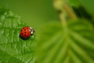 ladybug on leaf