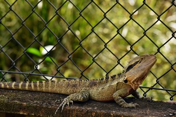 The Australian lizard eastern water dragon