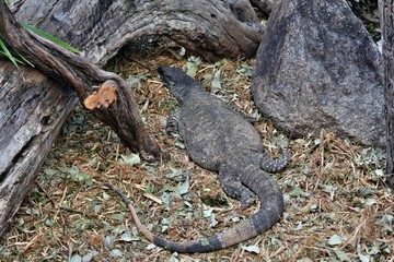 The lace monitor or lace goanna (Varanus varius)