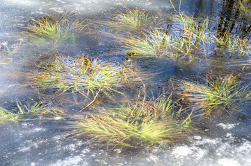 Pond ice melting