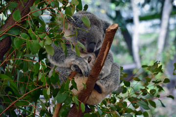 Naklejka premium Śliczna koala śpi na eukaliptusie z gałęzi drzewa