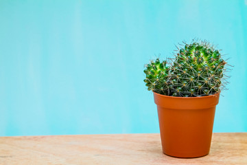 cactus in a brown pot on a blue background
