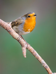 Robin