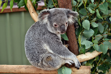 Naklejka premium Ładny koala patrząc na eukaliptusa gałąź drzewa