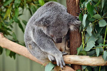 Naklejka premium Śliczna koala śpi na eukaliptusie z gałęzi drzewa