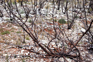 Obraz premium dead trees on the rocks after the fire