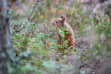 Red squirrel