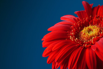 Red gerbera flower on a blue background