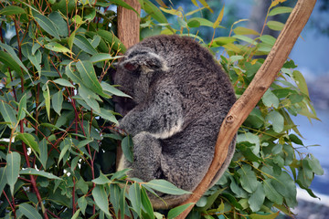 Obraz premium Śliczna koala śpi na eukaliptusie z gałęzi drzewa