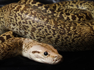 Granite Bermese Python snake