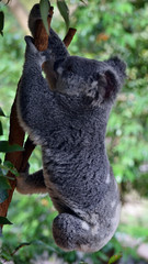 Naklejka premium Śliczny zwinny koala skaczący na gałęzi drzewa eukaliptusa