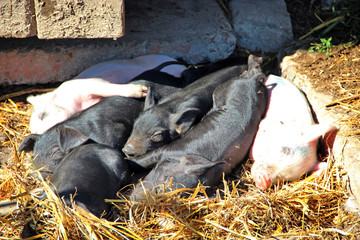Pink piglets bask in sun and sleep