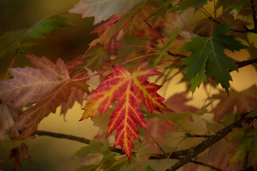 red and yellow autumn leaves on tree