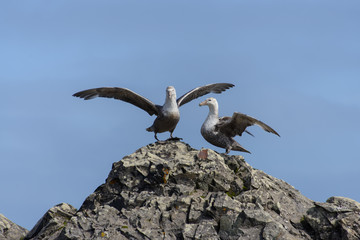 Giant petrels on rock