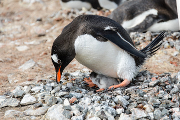 Gentoo penguin with chicks in nest
