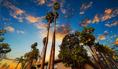 Palm trees under in Hollywood at sunset