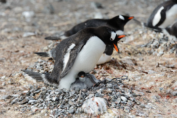 Fototapeta premium Gentoo penguin with chicks in nest