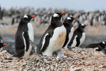 Obraz premium Gentoo penguin with chicks in nest