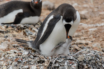 Naklejka premium Gentoo penguin with chick in nest