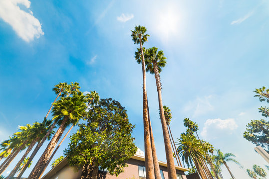 Palm trees under a shining sun in Hollywood
