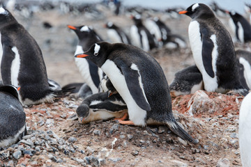 Gentoo penguin with chicks in nest