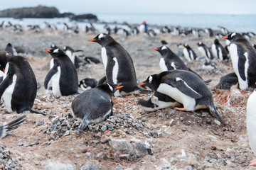 Fototapeta premium Gentoo penguin in nest aggressive open beak