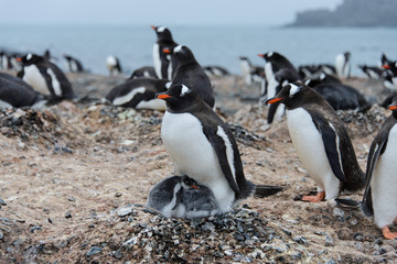 Naklejka premium Gentoo penguin with chicks in nest