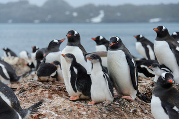 Obraz premium Gentoo penguin with chicks in nest
