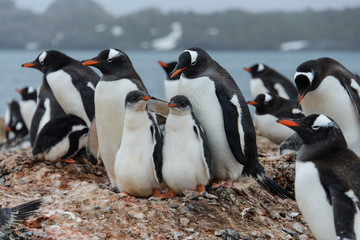 Fototapeta premium Gentoo penguin with chicks in nest