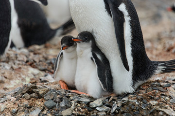Two gentoo penguin's chicks in nest