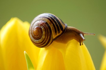 snail on leaf