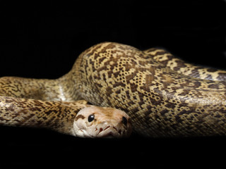 Granite Bermese Python snake