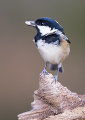 coal tit