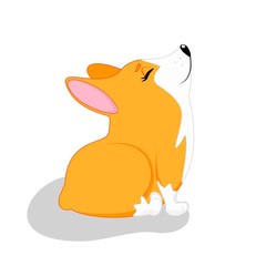 Obraz premium Dog Welsh corgi cardigan
